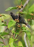 Black-faced Grassquit